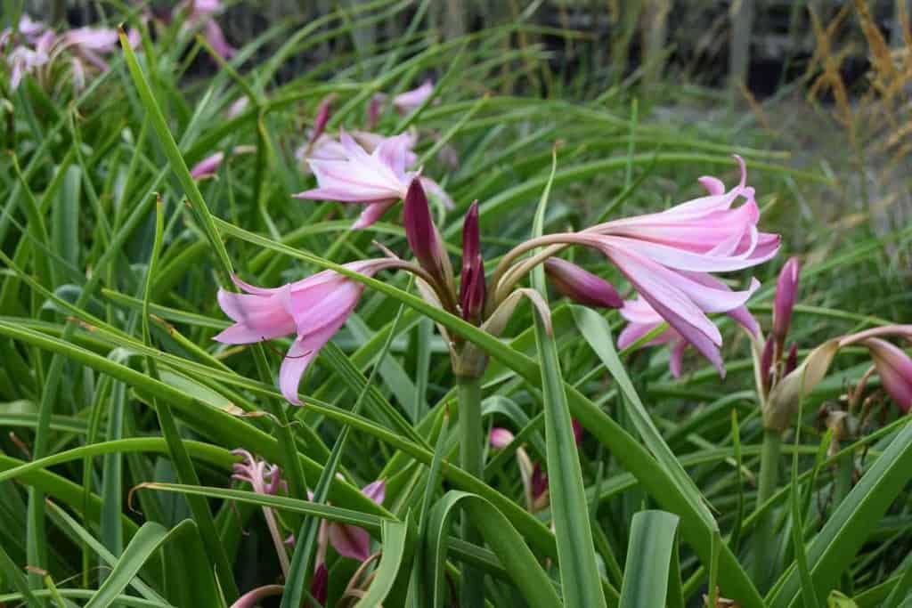 Crinum x powellii ---